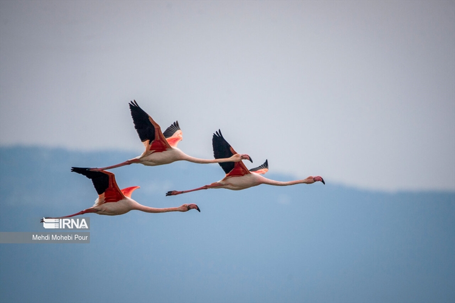 میانکاله، سرزمین فلامینگوها