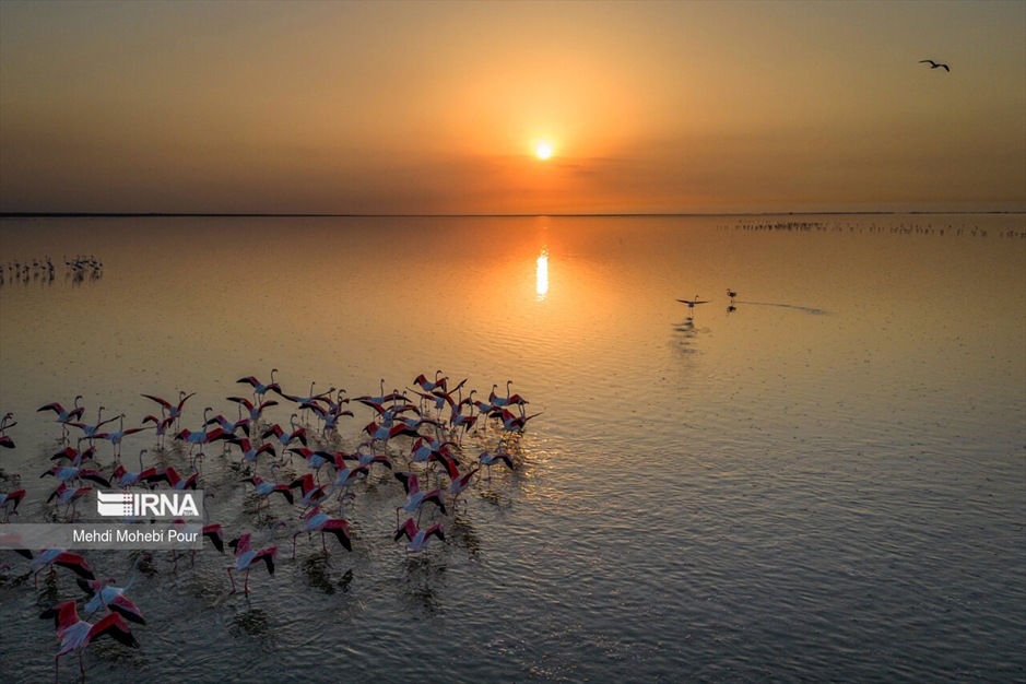 میانکاله، سرزمین فلامینگوها