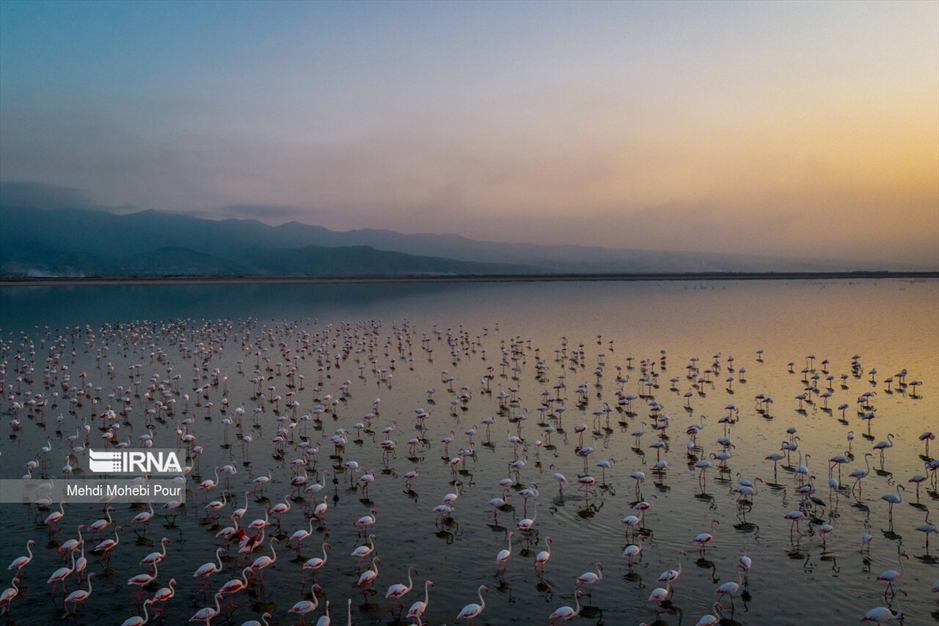 میانکاله، سرزمین فلامینگوها