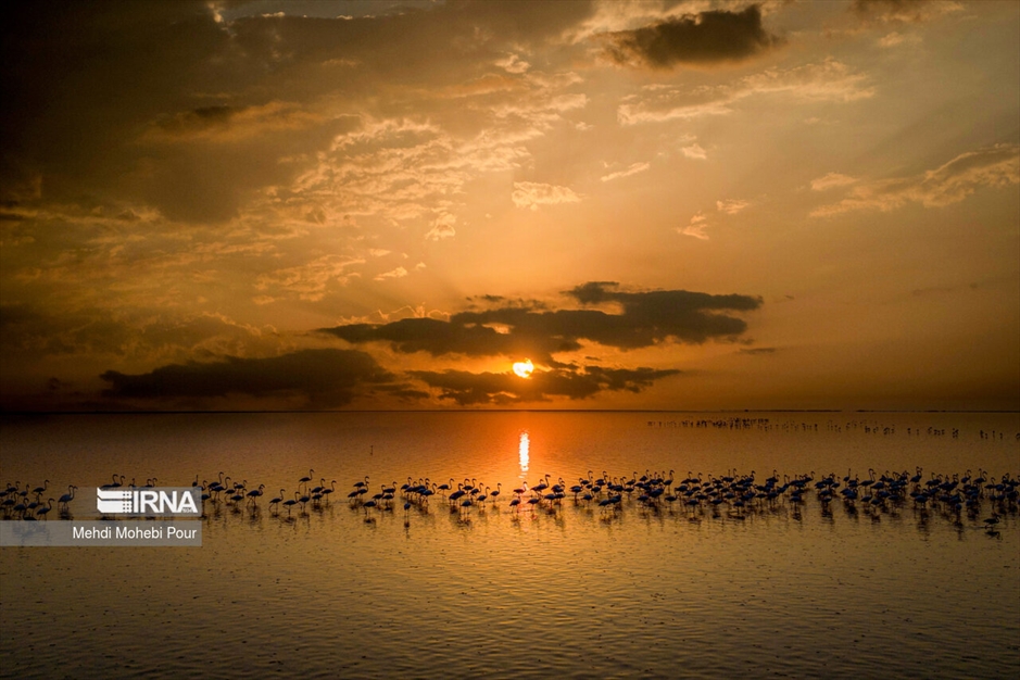 میانکاله، سرزمین فلامینگوها