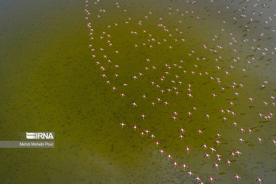 میانکاله، سرزمین فلامینگوها