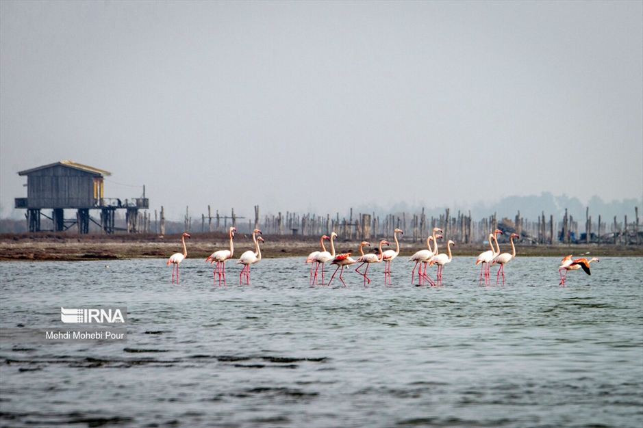 میانکاله، سرزمین فلامینگوها