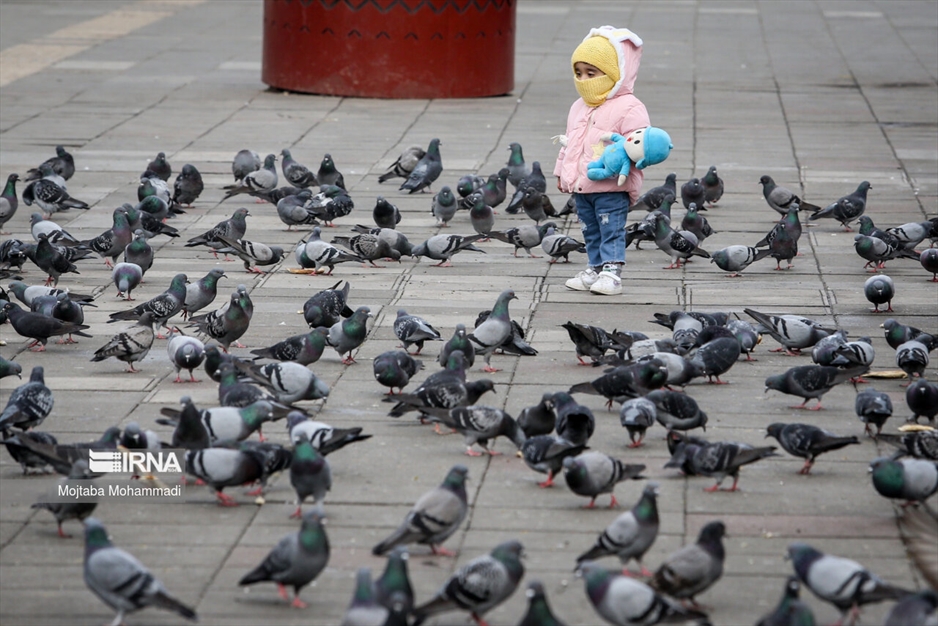 کبوترهای میدان شهرداری رشت