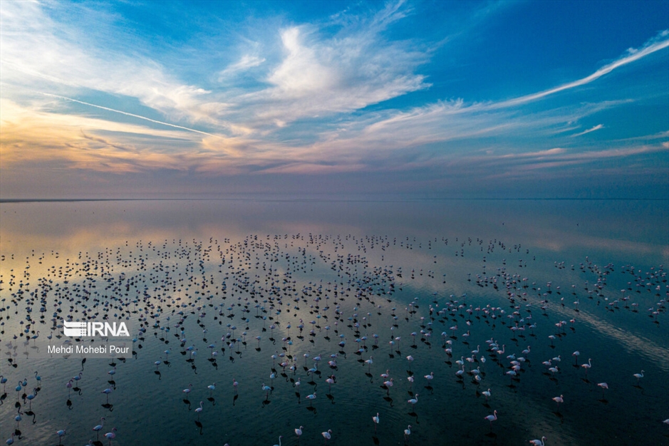 میانکاله، سرزمین فلامینگوها