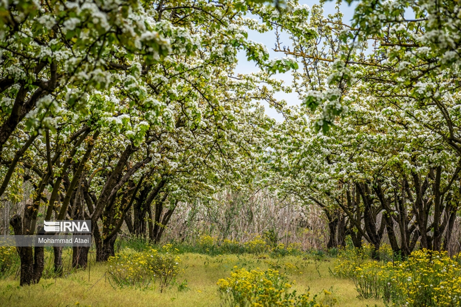  شکوفه های بهاری