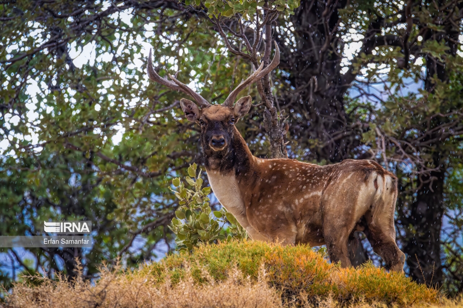 در خطر انقراض