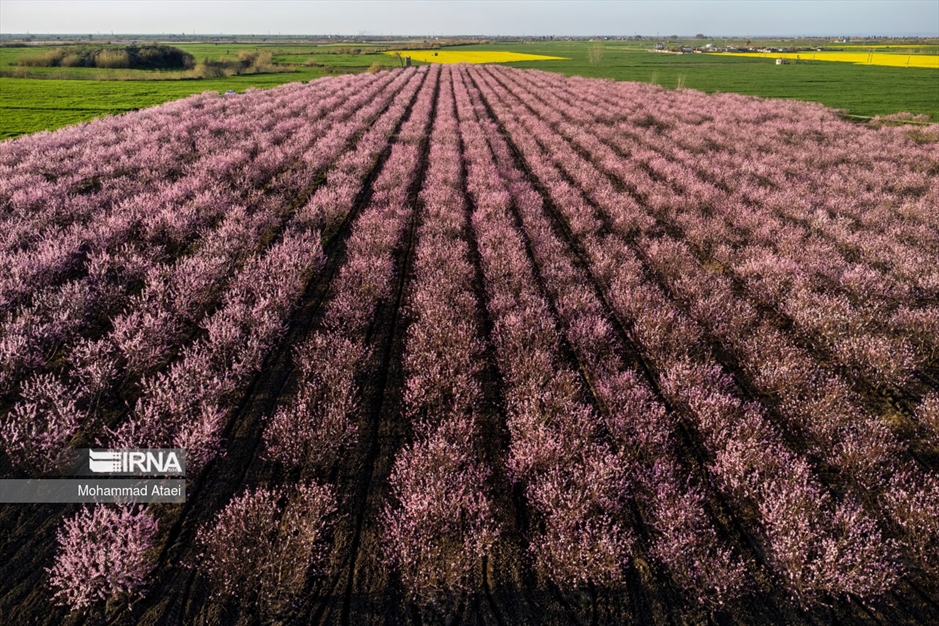  شکوفه های بهاری