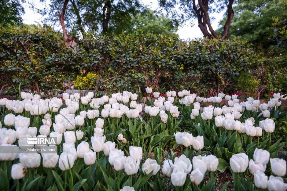 لاله‌های باغ ایرانی