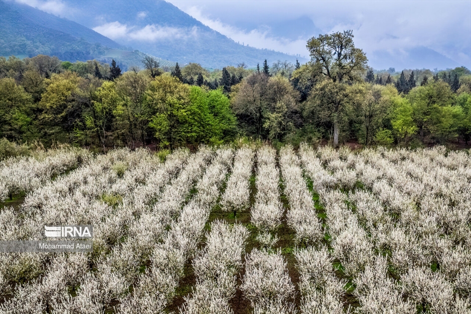  شکوفه های بهاری