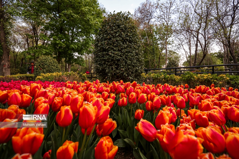 لاله‌های باغ ایرانی
