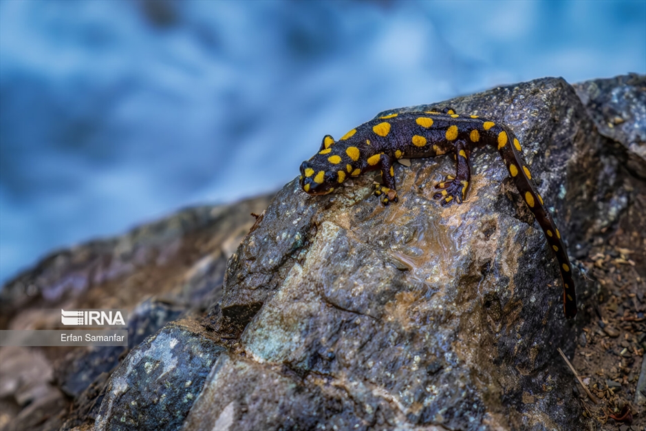 در خطر انقراض