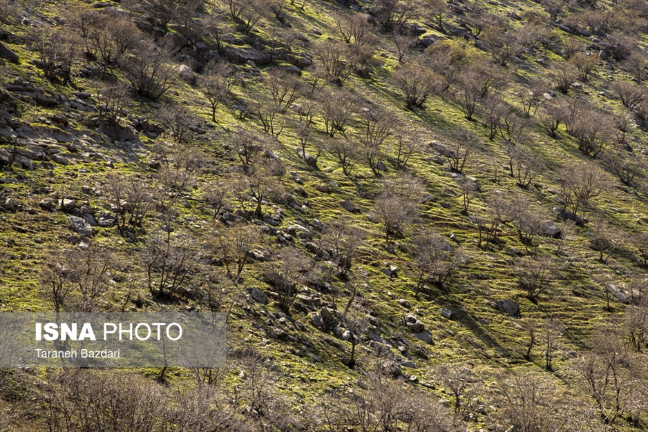 مخمل کوه در گستره زاگرس - لرستان