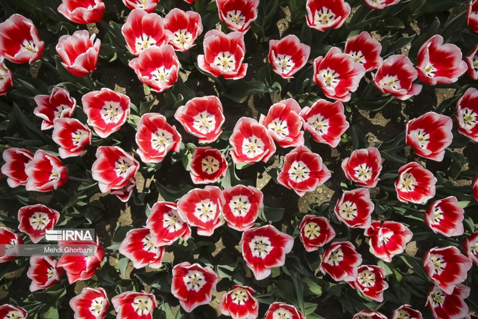 جشنواره گل های لاله در پارک ملت مشهد