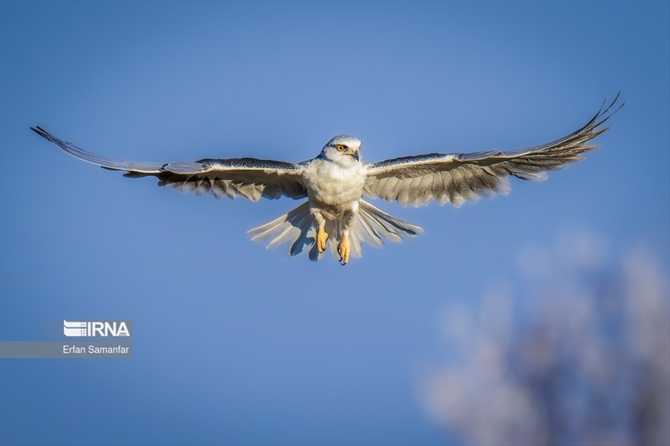 در خطر انقراض