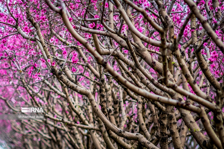  شکوفه های بهاری