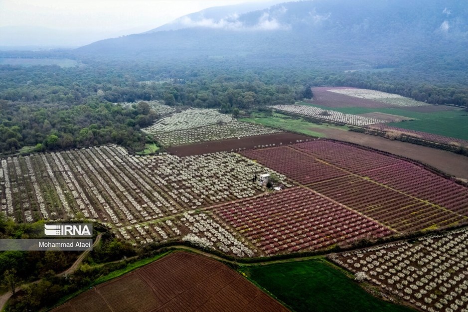  شکوفه های بهاری