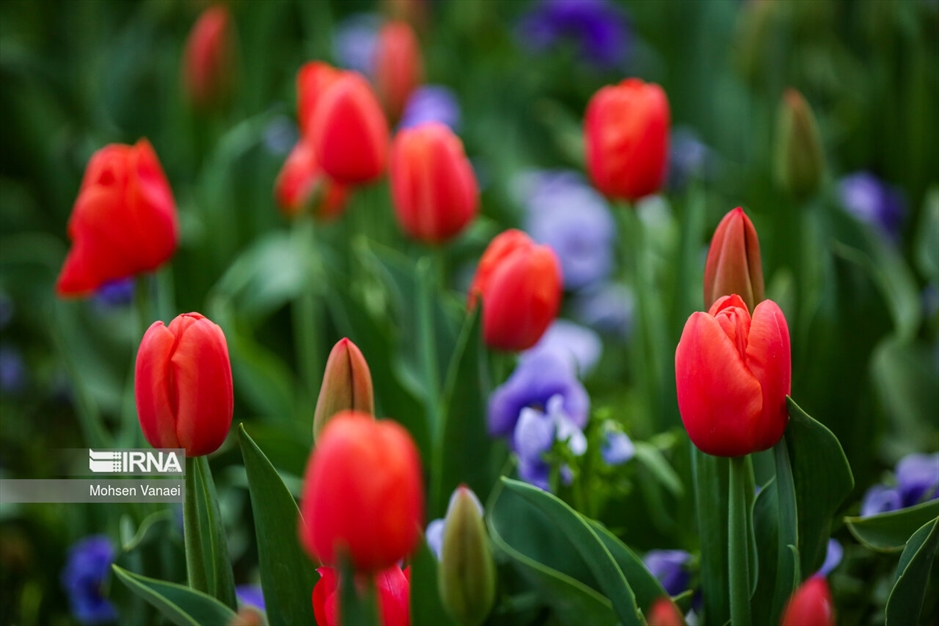 لاله‌های باغ ایرانی
