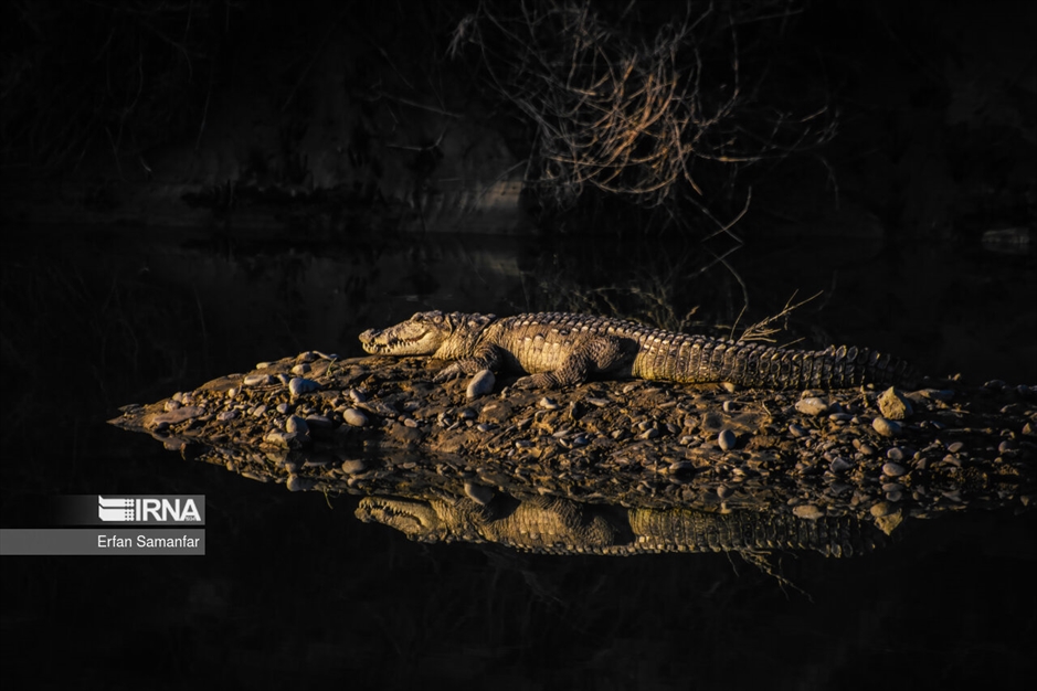 در خطر انقراض