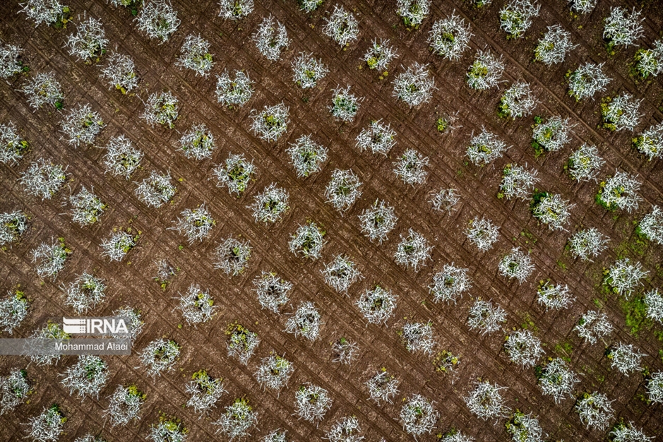  شکوفه های بهاری