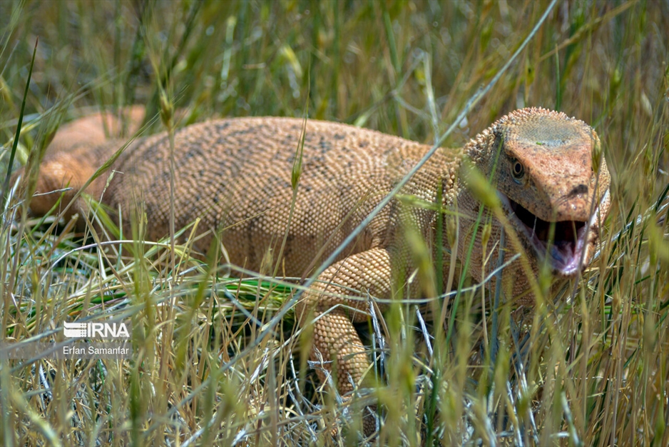 در خطر انقراض