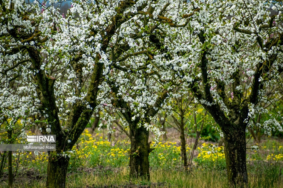  شکوفه های بهاری