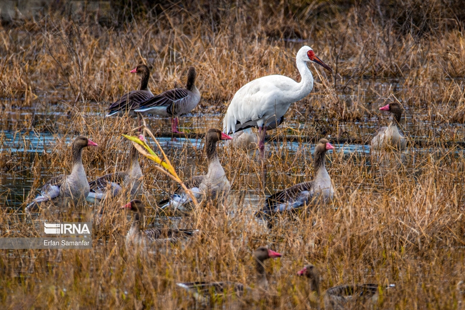 در خطر انقراض
