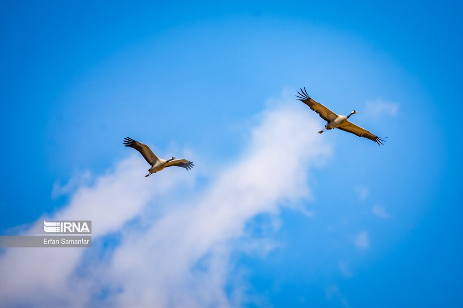 در خطر انقراض