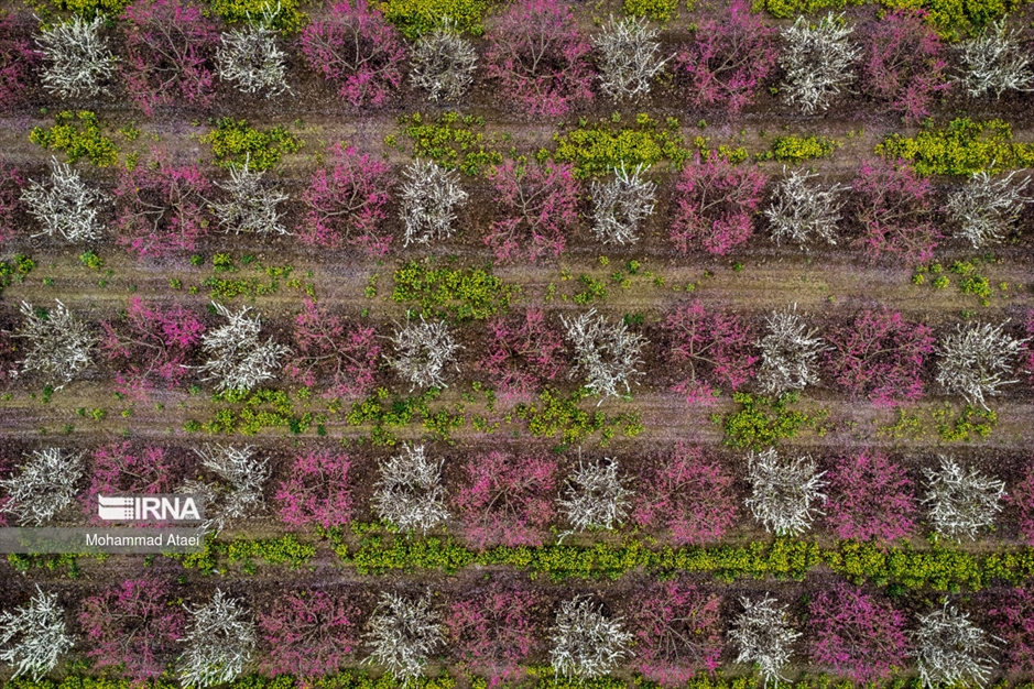  شکوفه های بهاری