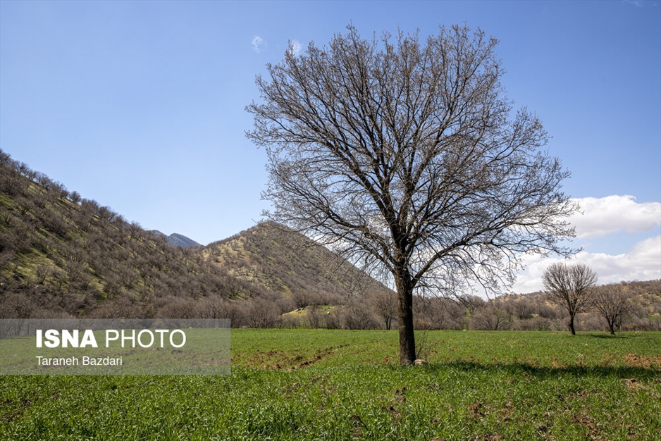 مخمل کوه در گستره زاگرس - لرستان