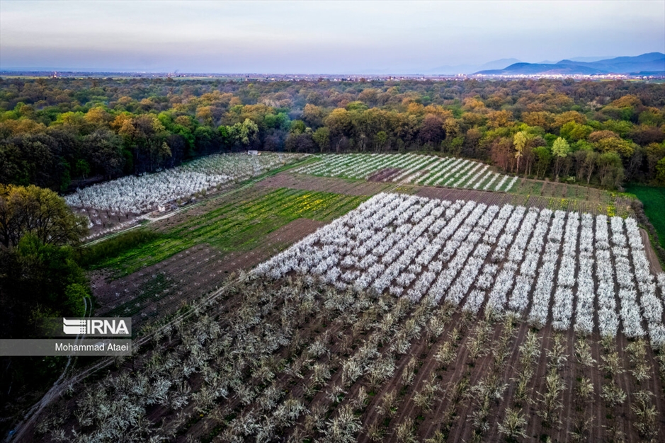  شکوفه های بهاری