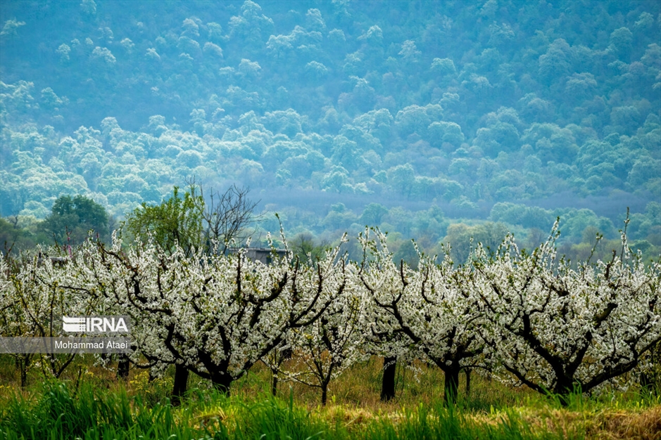  شکوفه های بهاری
