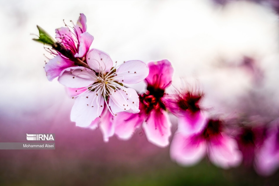  شکوفه های بهاری