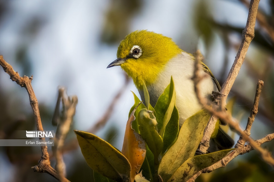 در خطر انقراض