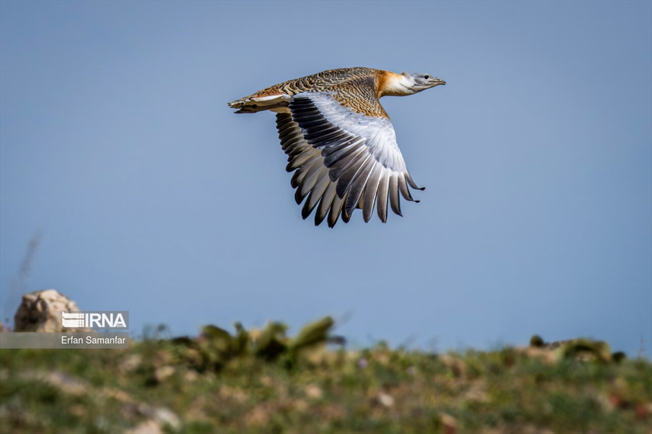 در خطر انقراض