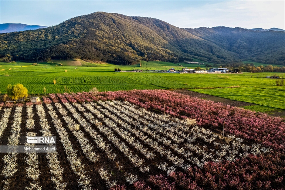  شکوفه های بهاری