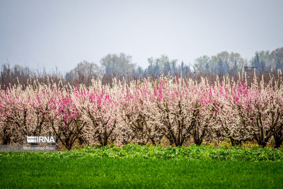  شکوفه های بهاری