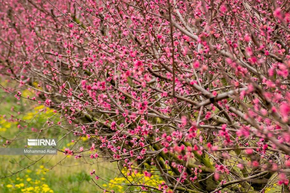  شکوفه های بهاری