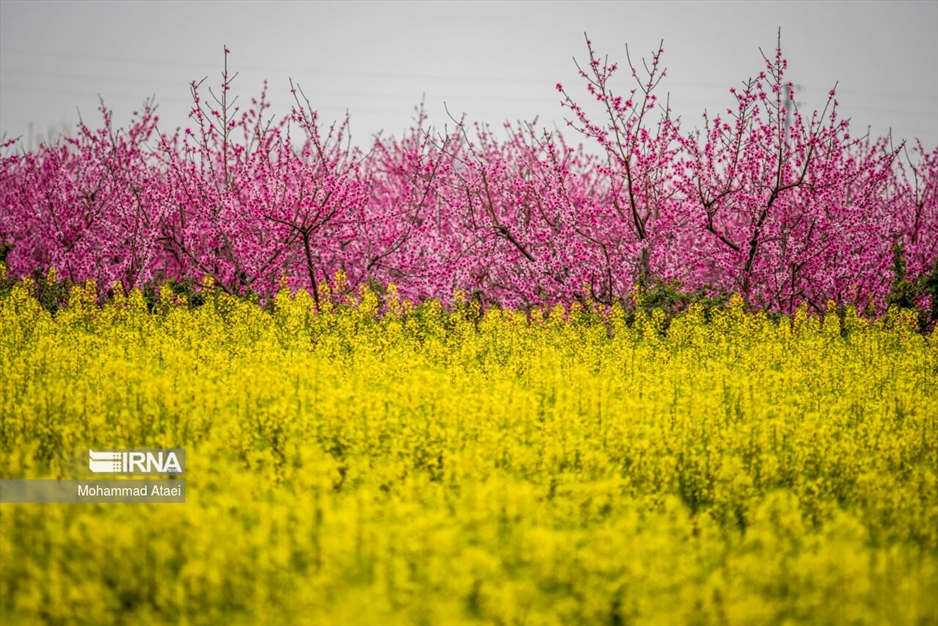  شکوفه های بهاری