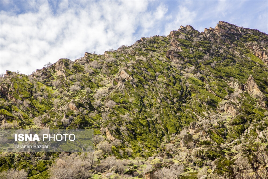 مخمل کوه در گستره زاگرس - لرستان