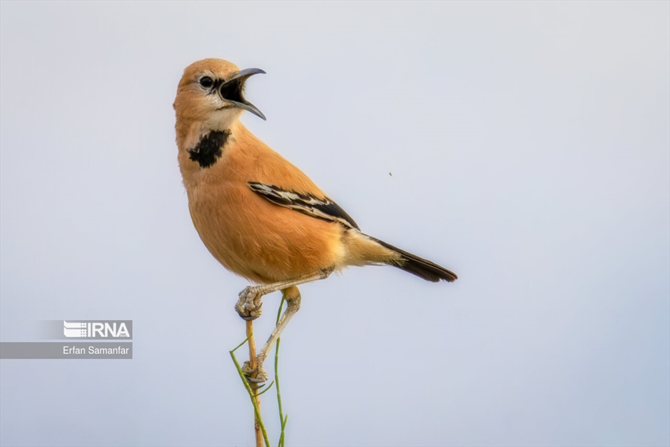 در خطر انقراض