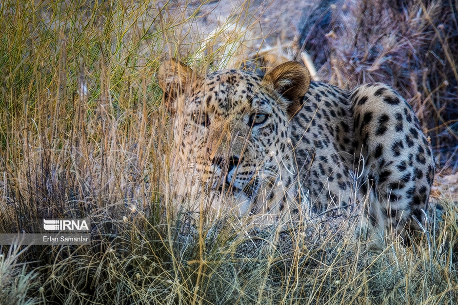در خطر انقراض