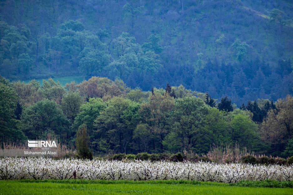  شکوفه های بهاری