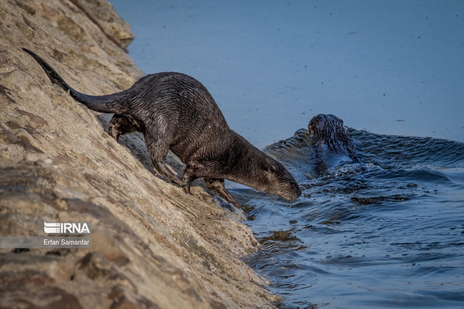 در خطر انقراض