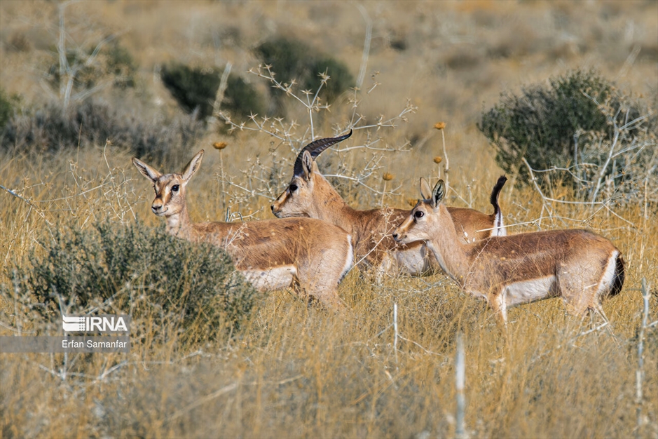 در خطر انقراض