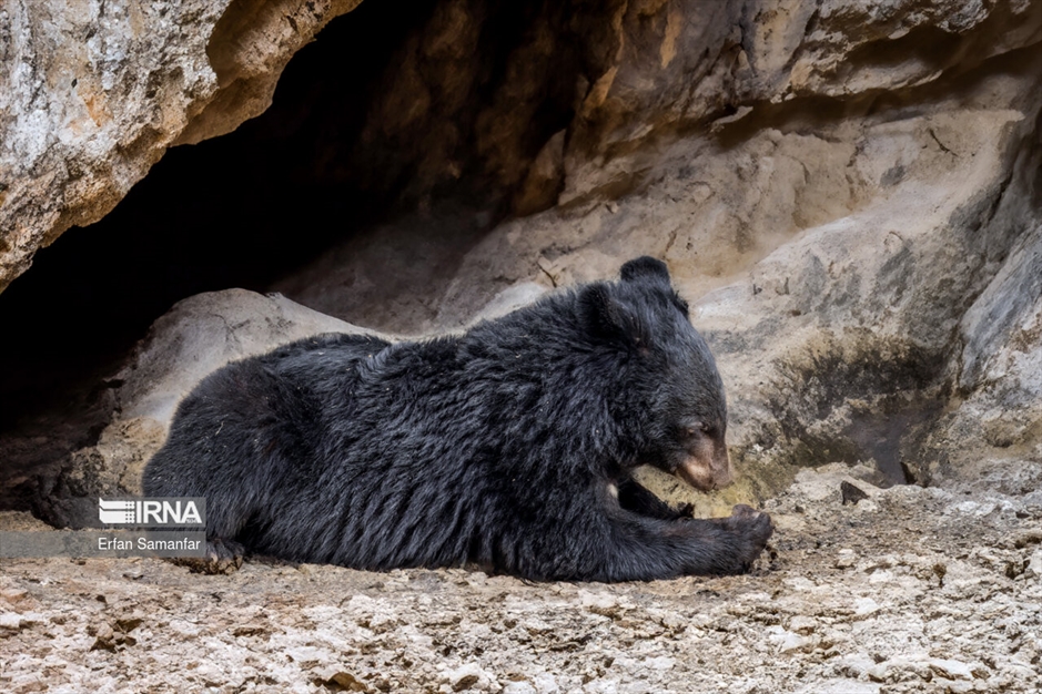 در خطر انقراض