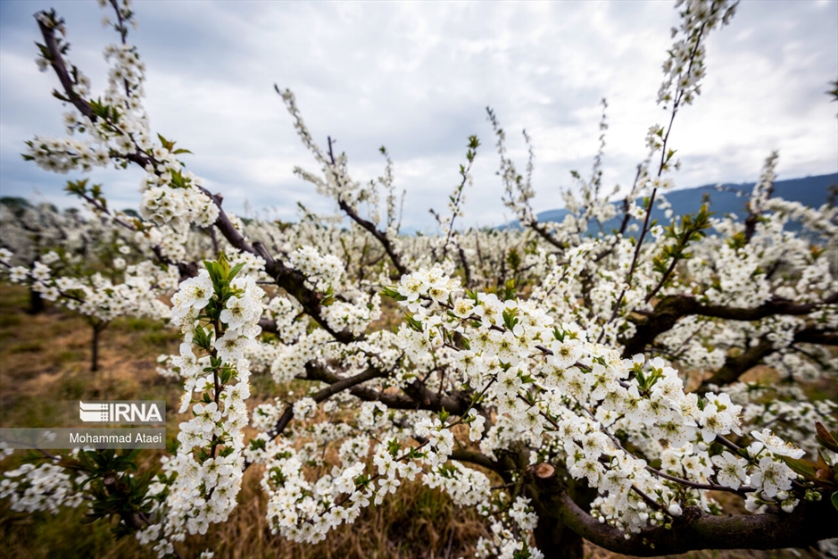  شکوفه های بهاری