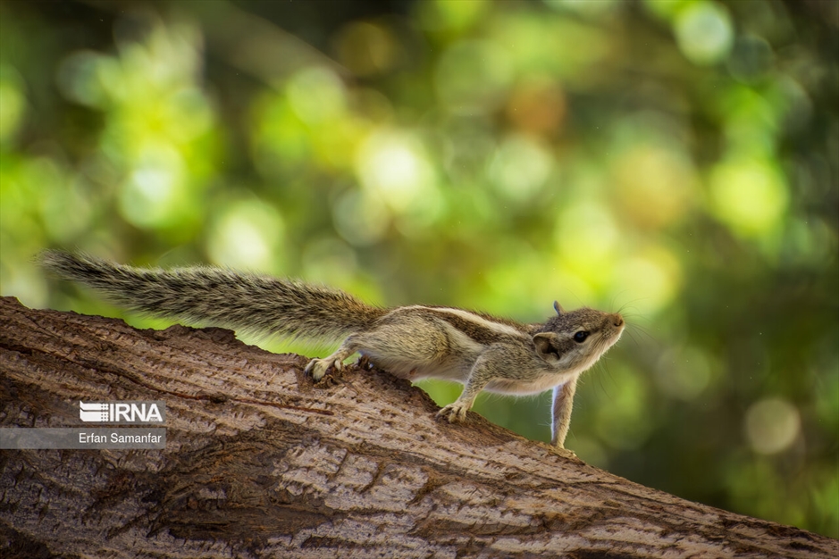 در خطر انقراض