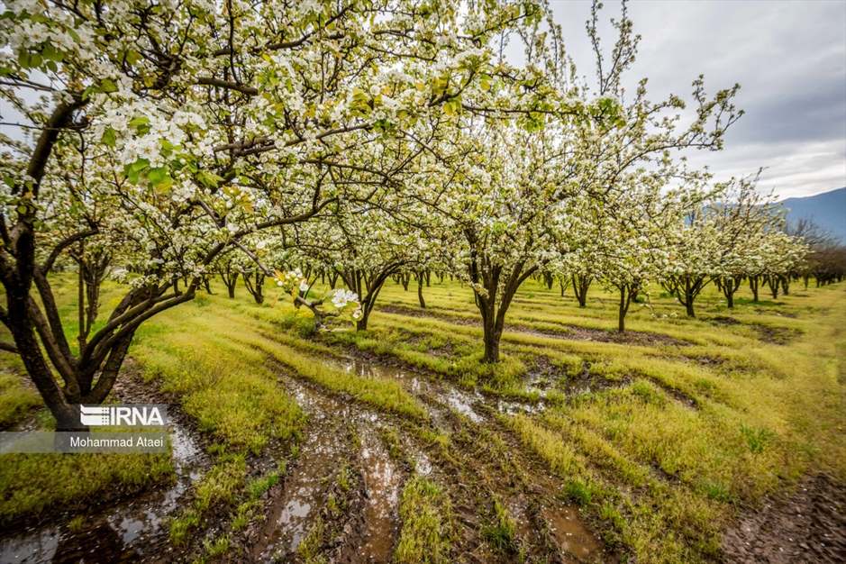  شکوفه های بهاری