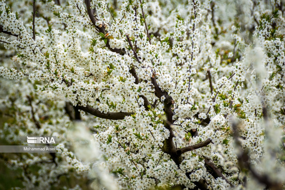  شکوفه های بهاری