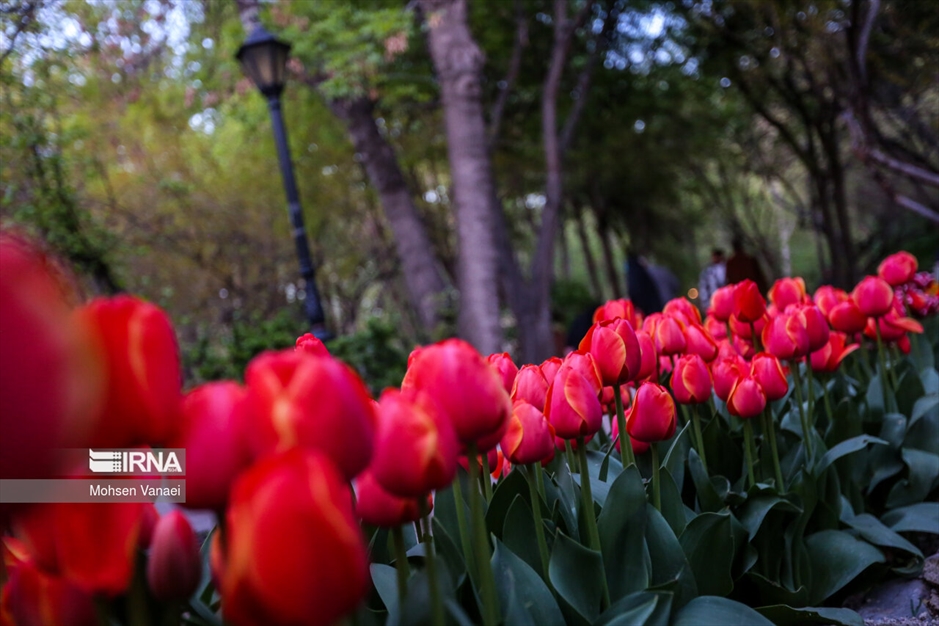 لاله‌های باغ ایرانی